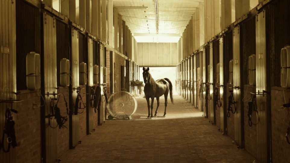 Braunes Pferd im Gang eines Stalls, rechts und links Boxen