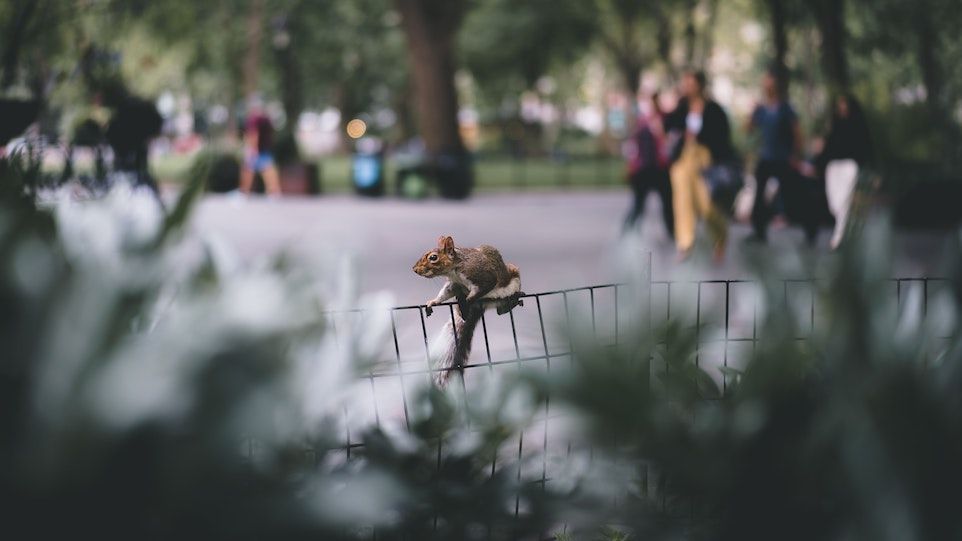 Rotes Eichhörnchen sitzt auf einem Stadtparkzaun