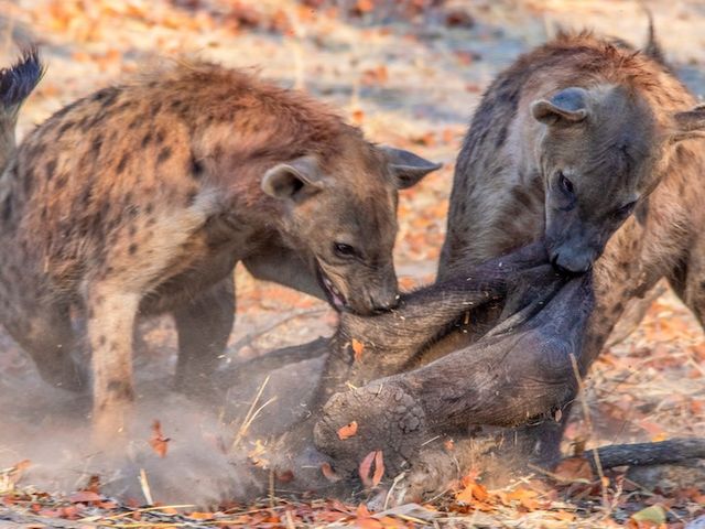 Zwei Hyänen streiten um erlegtes Elefanten Jungtier