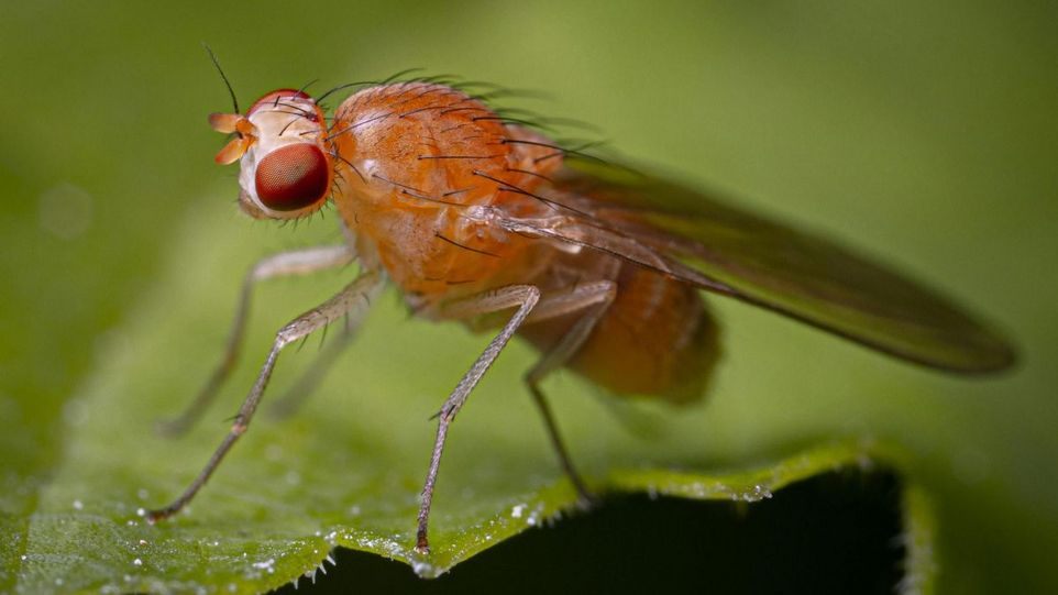 Fruchtfliege auf Blatt