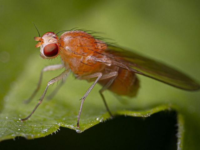 Fruchtfliege auf Blatt