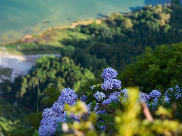 Landschaft mit Blumen, Grünpflanzen und Küste