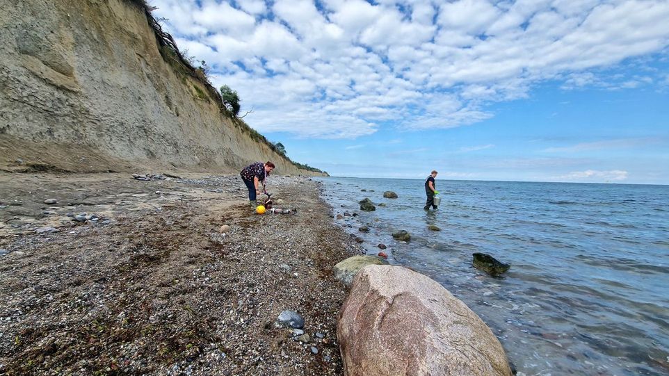 Despite the simplicity of the sampling method—using waders and a bucket—the data analysis method systematically evaluated in the recently published study is among the most advanced methods in marine research. Photo of two people collecting samples on a Baltic Sea beach. One person is still standing on the beach, while the other is wading into the Baltic Sea wearing waders and carrying a bucket.