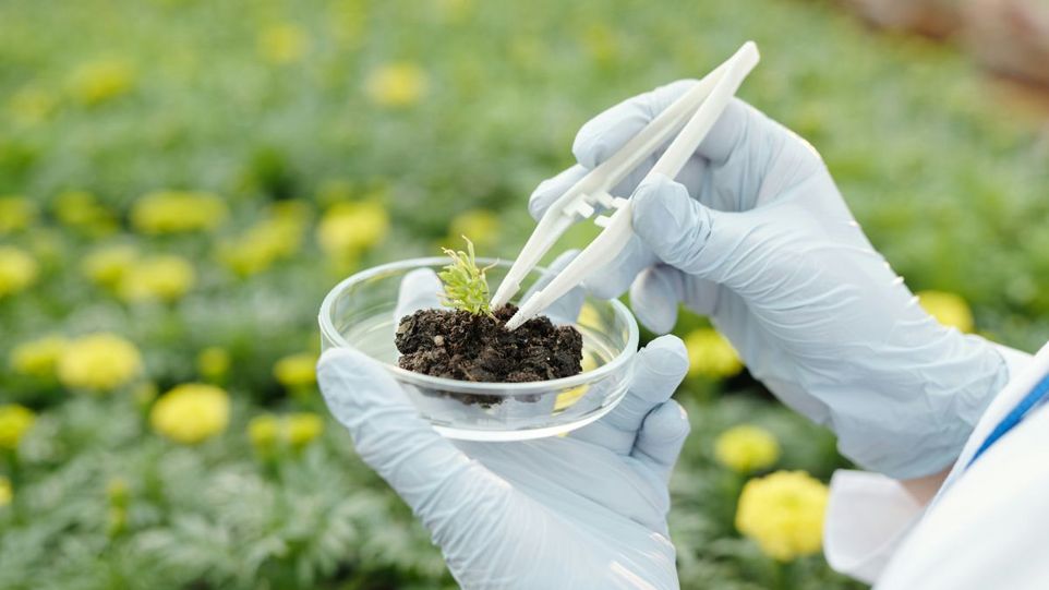 Glass container with seedling