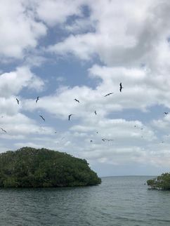 Kleine Bauminseln vor der Küste, die von Vögeln umkreist werden.